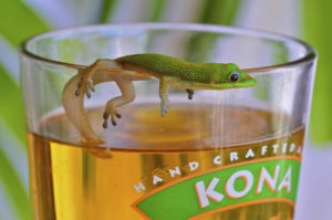 Beer_gecko